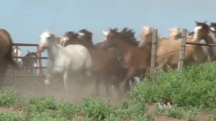Unit 1 - Listen up - Texas Longhorn ranch - Video (demo)
